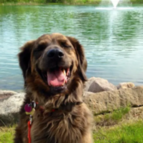 Happy dog sitting next to Mill Pond